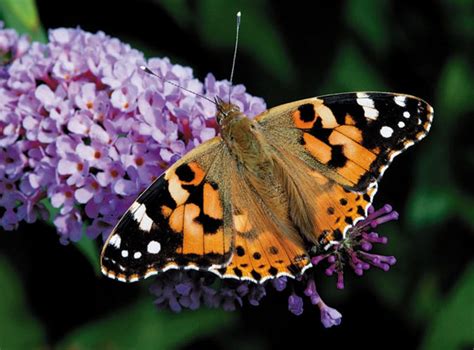 pictures of pink butterflies|pink lady butterflies image.